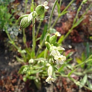 silene multinervia